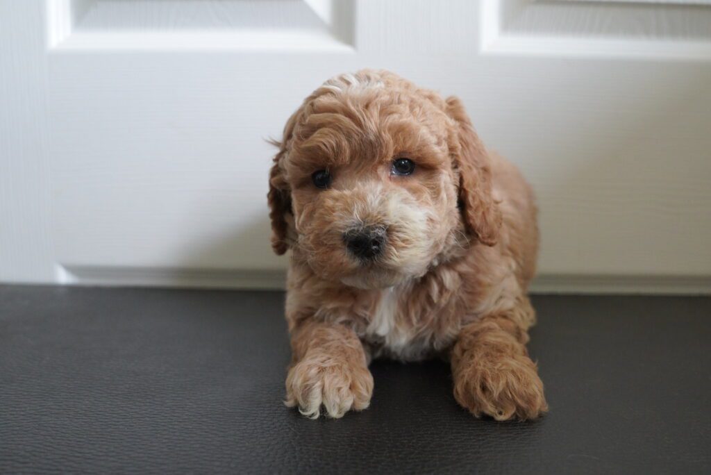 Mini Goldendoodle 2nd Gen Image #1
