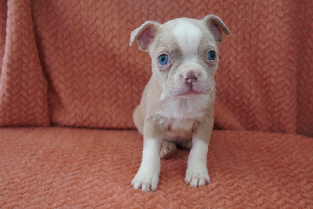 Boston Terrier Image #1
