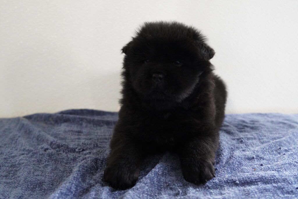 Chow Chow Image #1