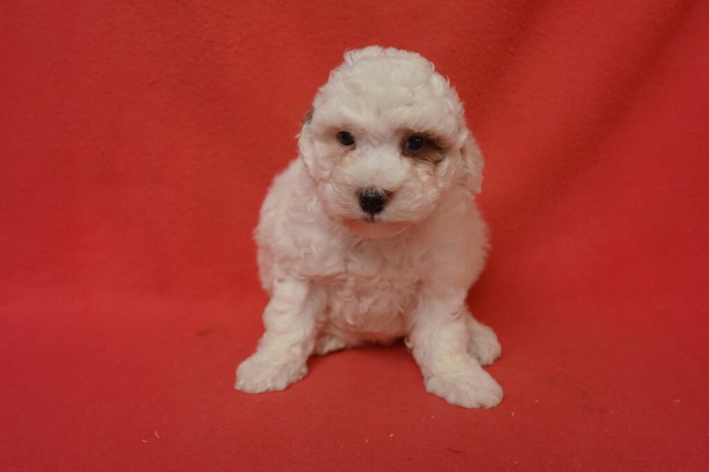 Mini Goldendoodle 2nd Gen Image #1
