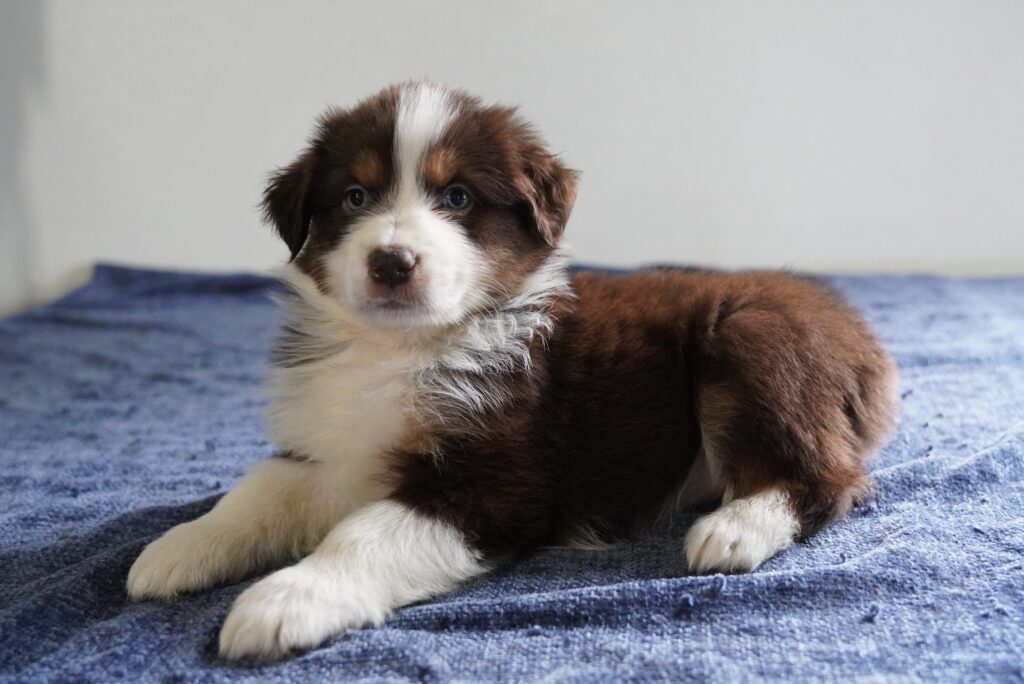 Australian Shepherd Image #1