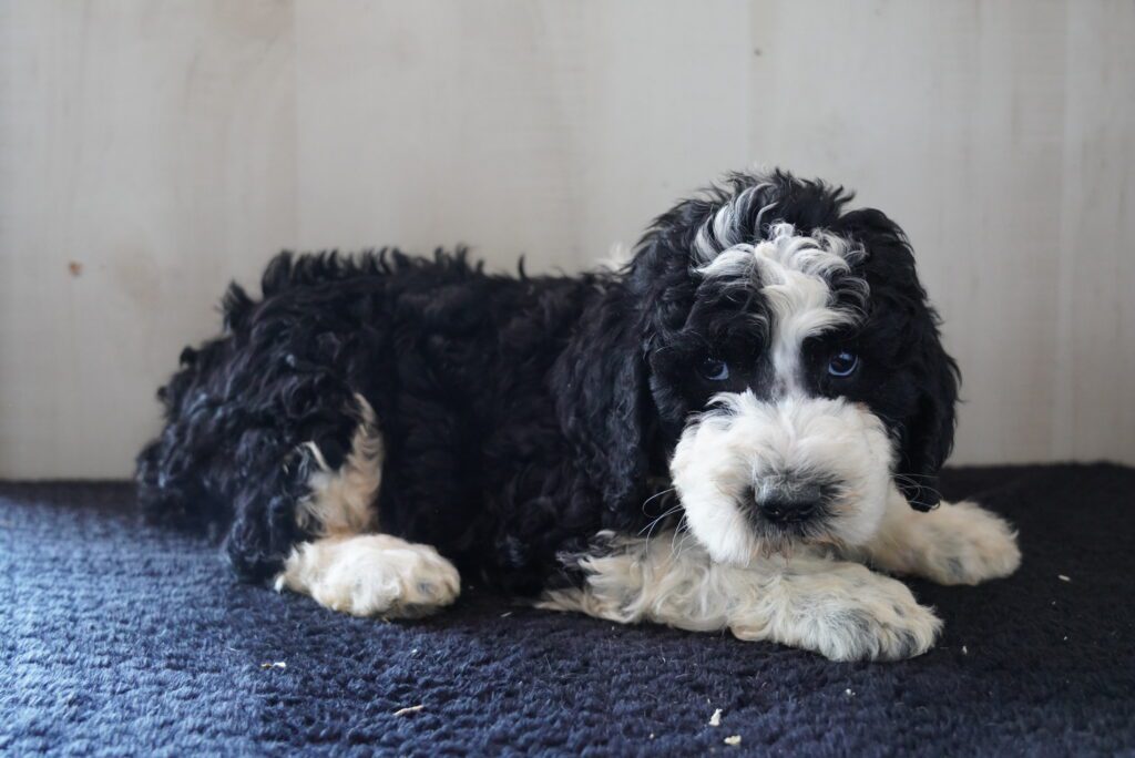 Sheepadoodle Image #1