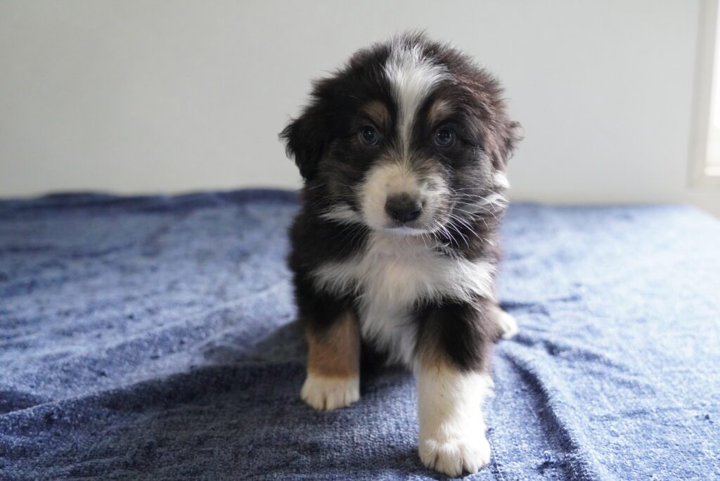 Australian Shepherd Image #1