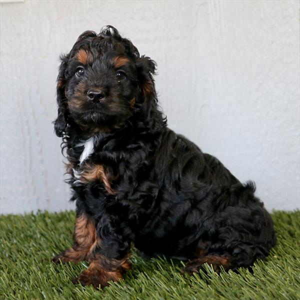 Cockapoo Image #1
