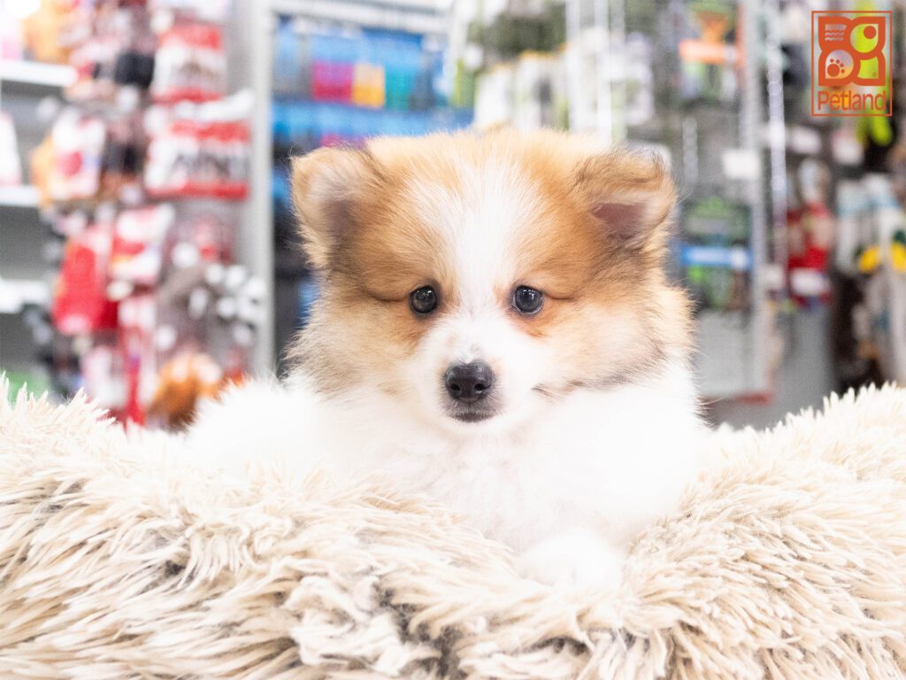 Chip - Pomeranian