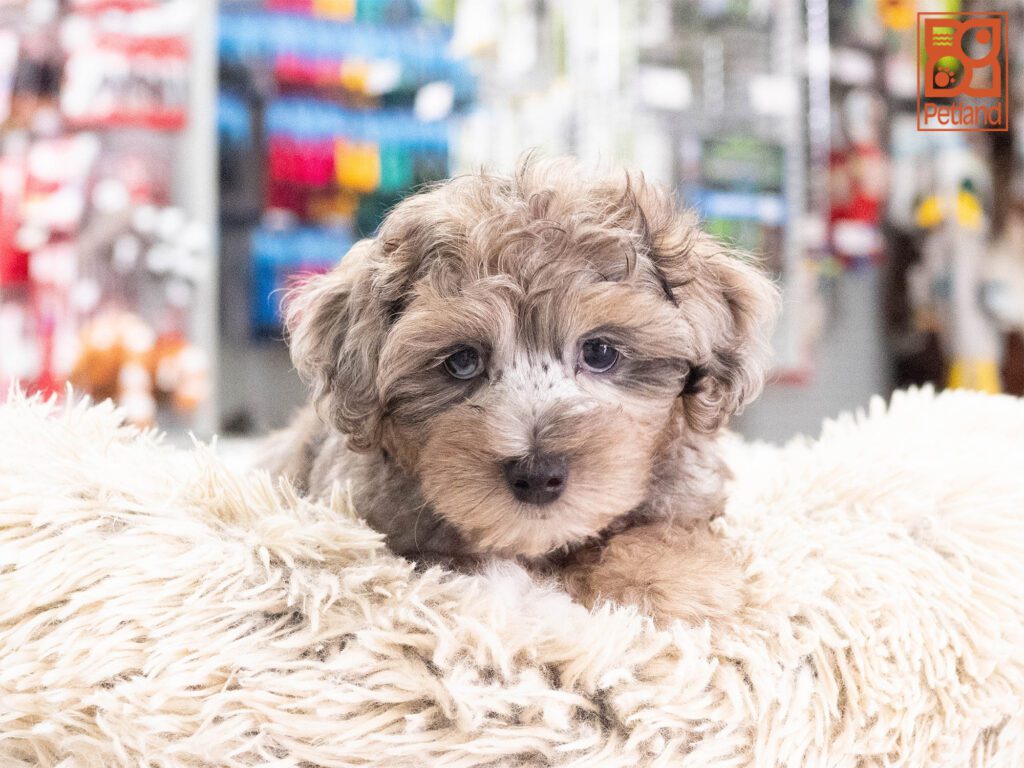 Yorkipoo Image #1