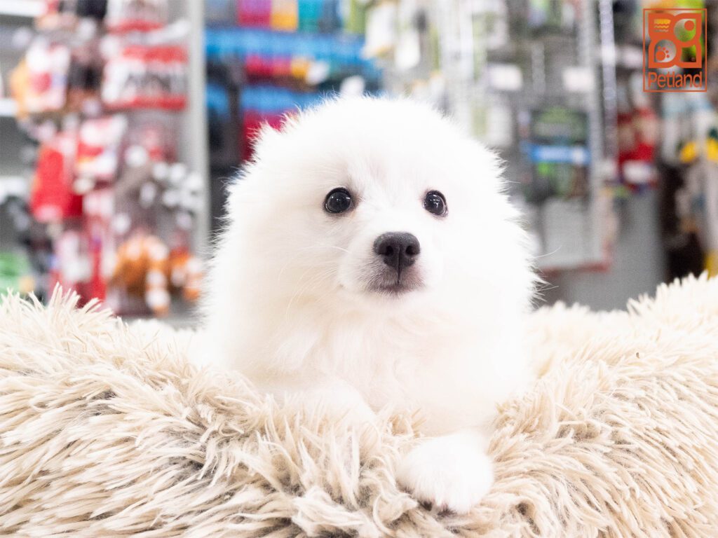 American Eskimo Image #1