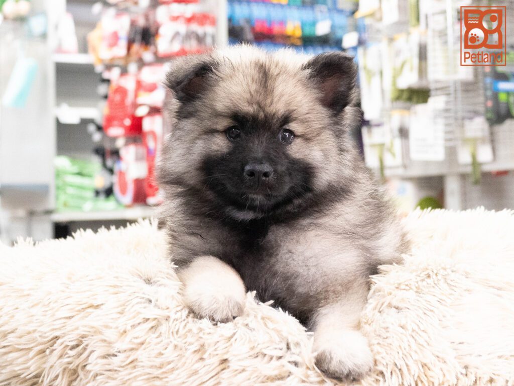 Keeshond Image #1