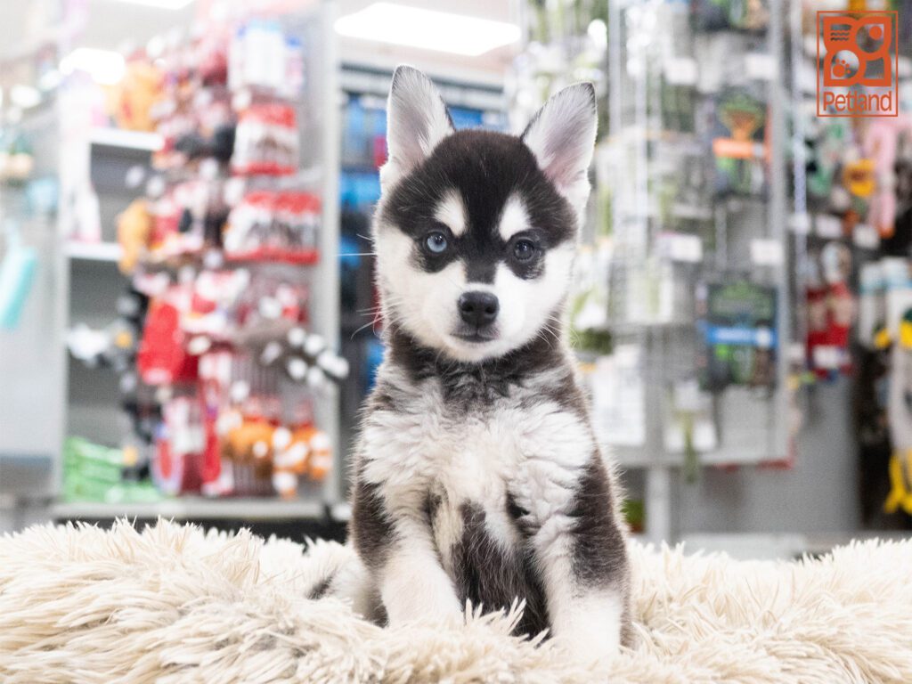 Alaskan Klee Kai Image #1