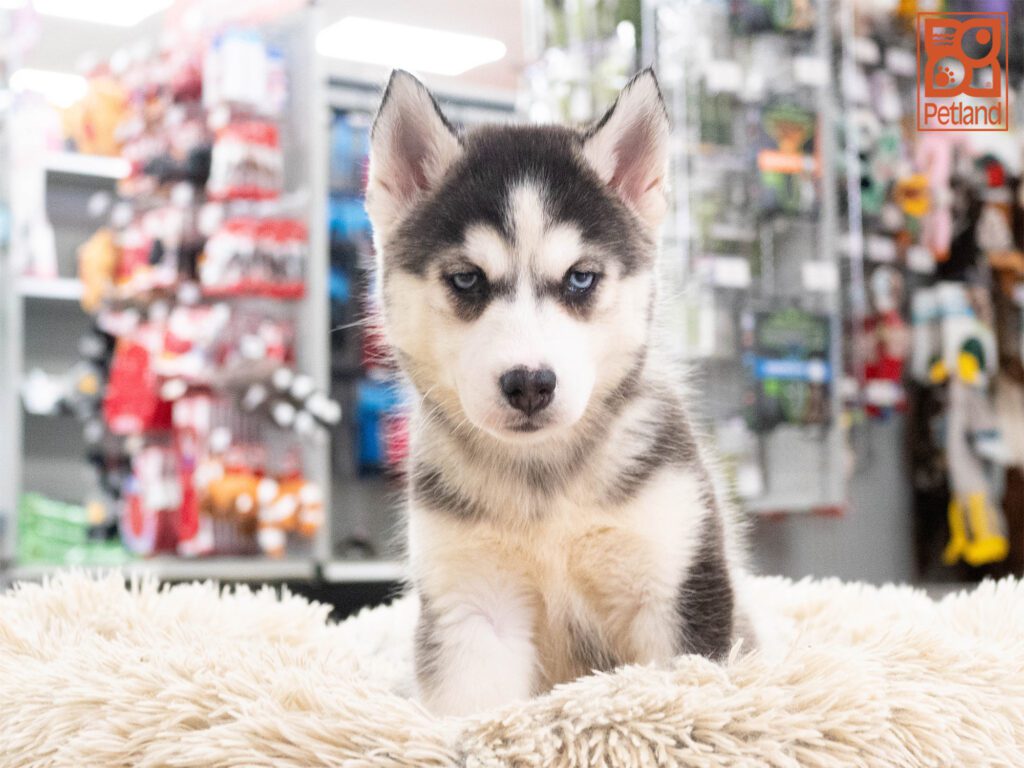 Siberian Husky Image #1