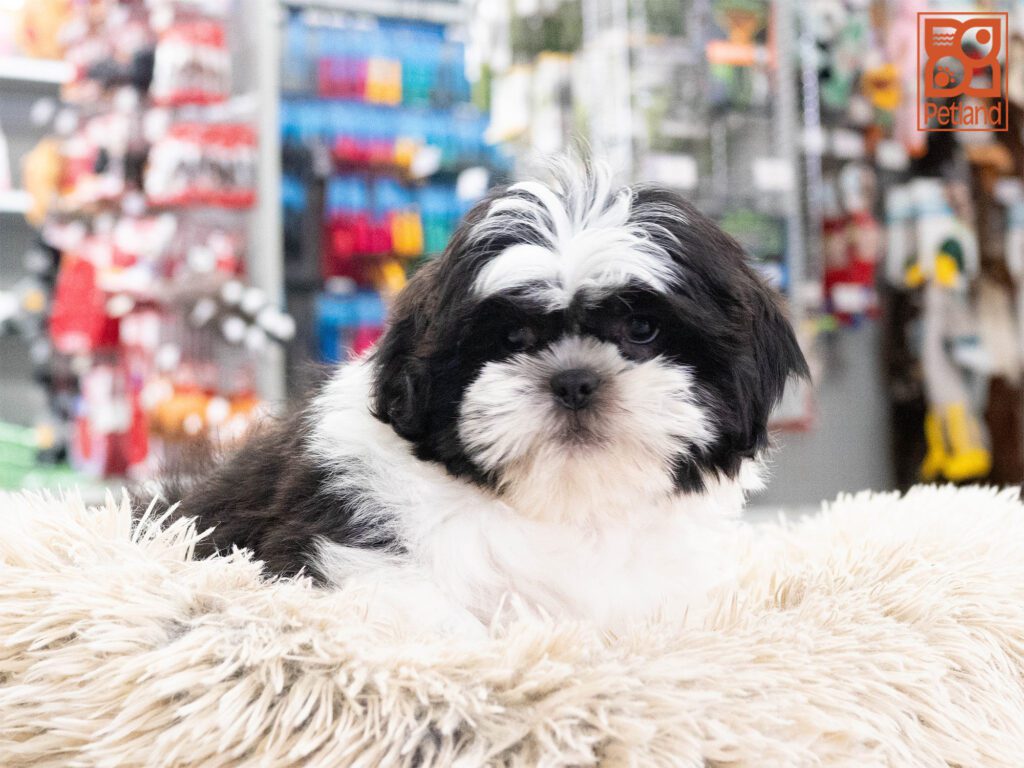 Shih Tzu Image #1