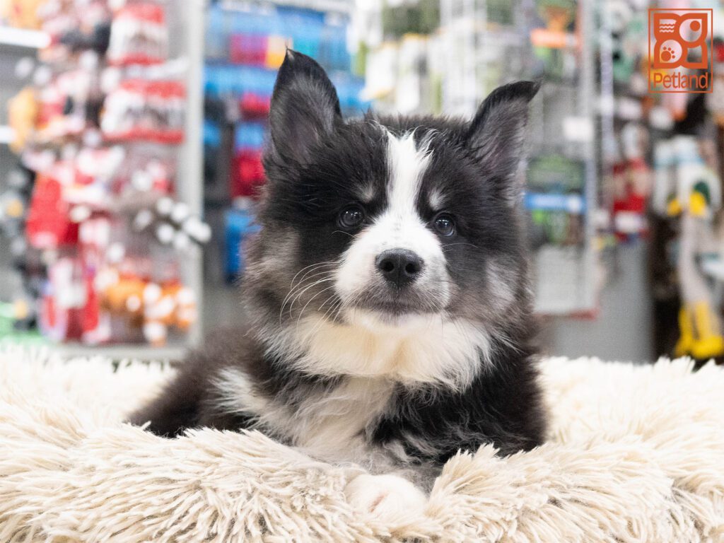 Huskimo Image #1