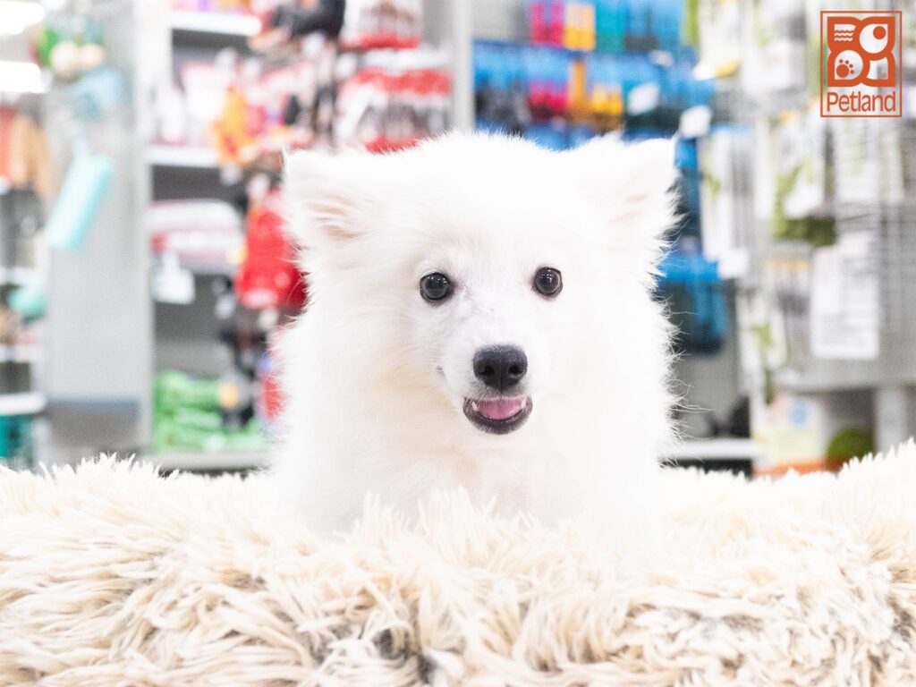 Leche - American Eskimo