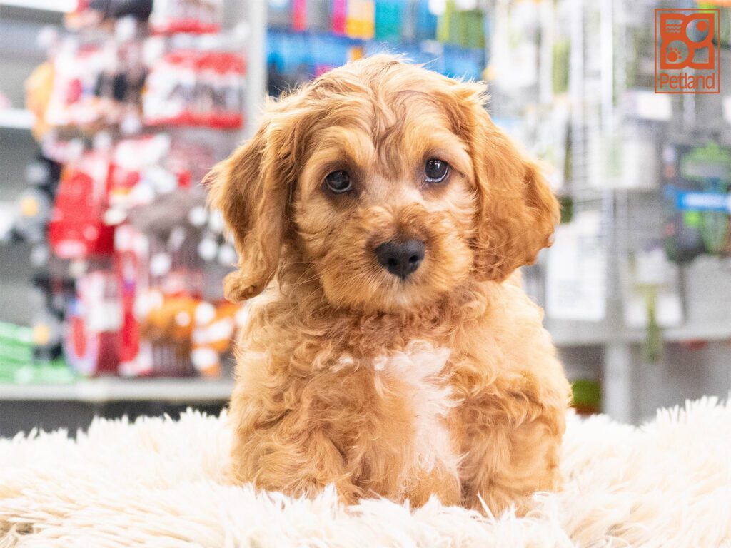 Cockapoo Image #1