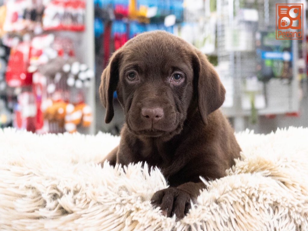 Labrador Retriever Image #1