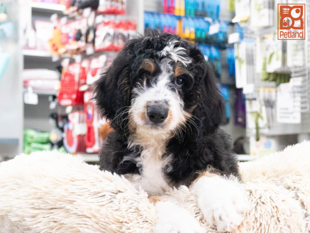 Pepper - Bernadoodle