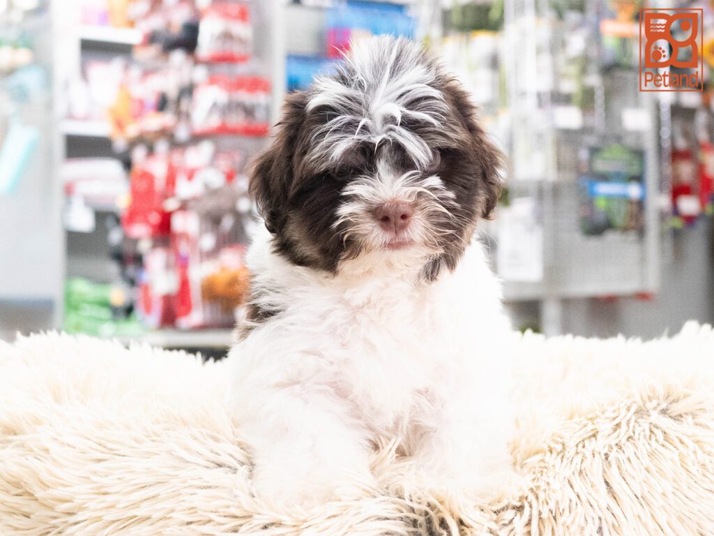 Bowie - Havanese