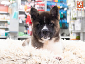 Petland Texas Akita puppy available