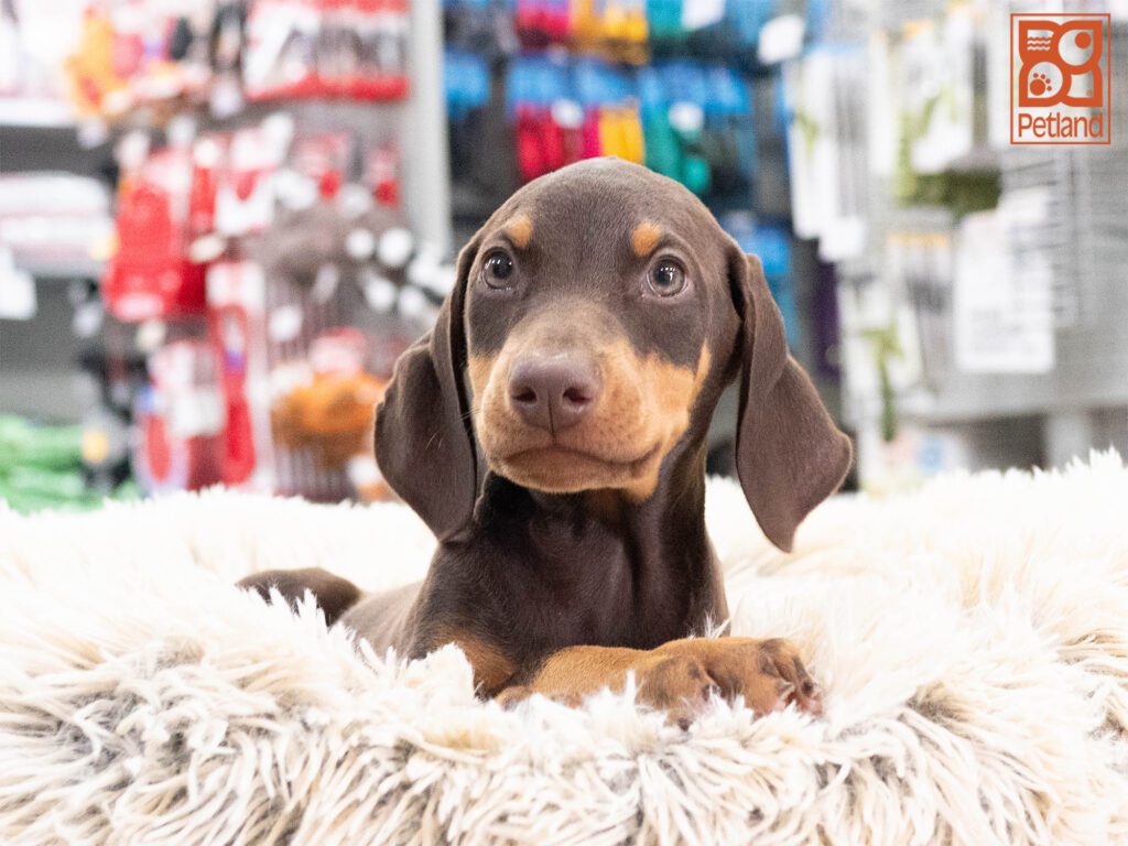 Ozzy - Doberman Pinscher