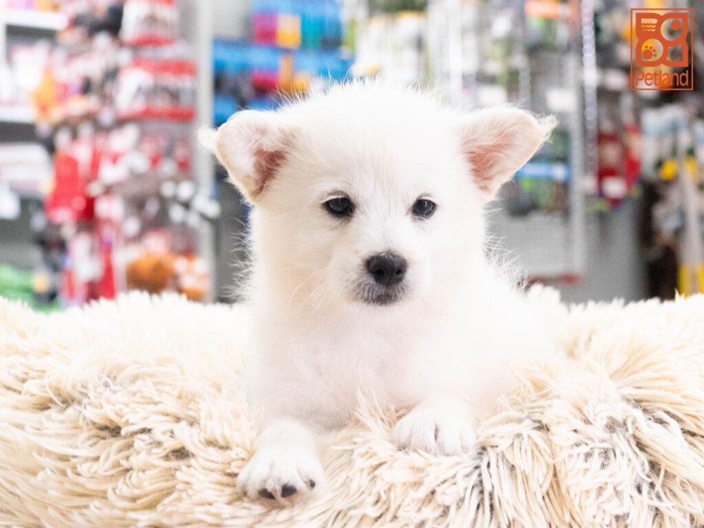 Donna - Shibapoo