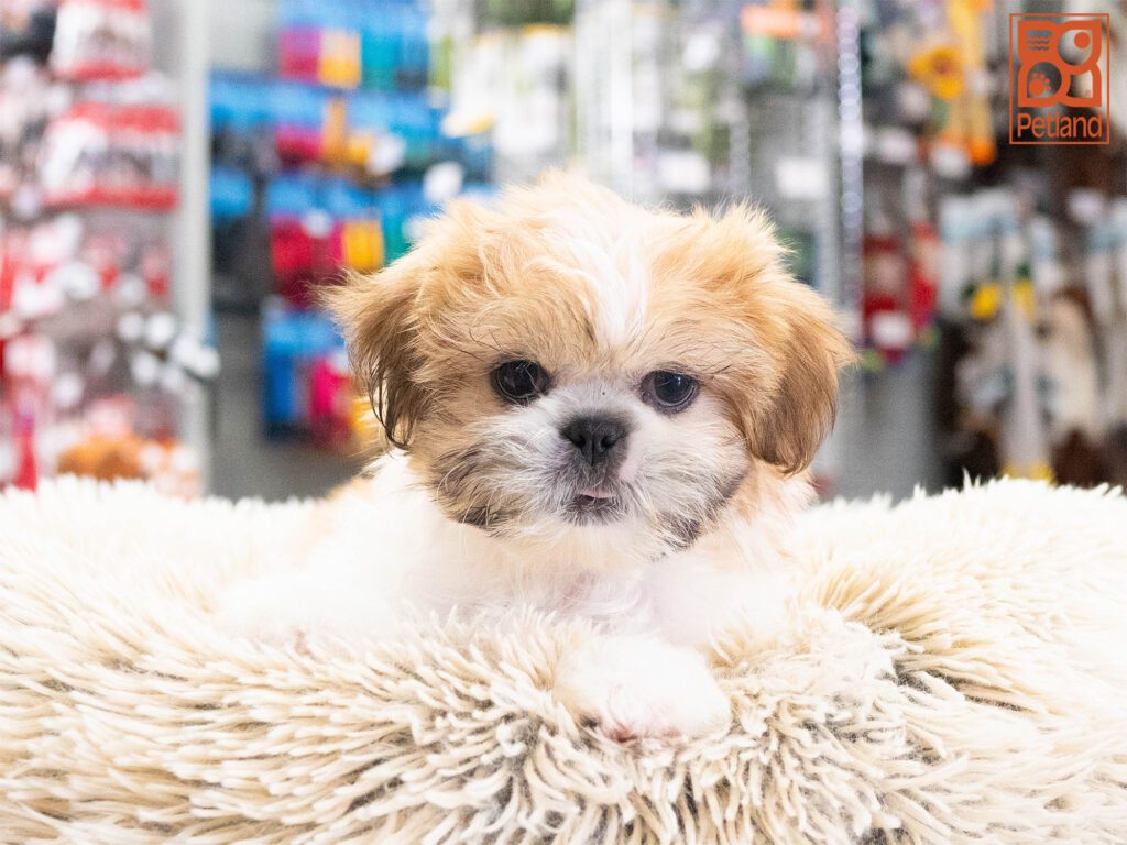 Ronnie - Shih Tzu