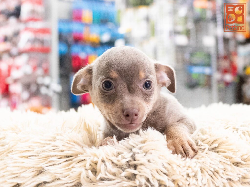 Stevie - Chihuahua