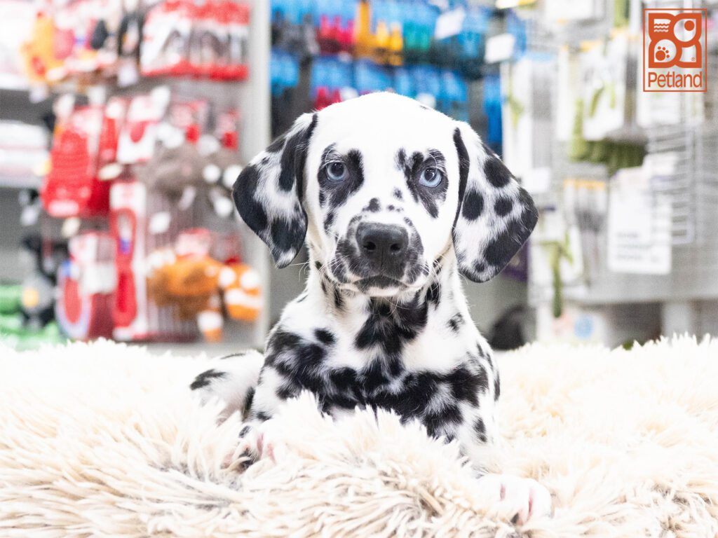 Alice - Dalmatian