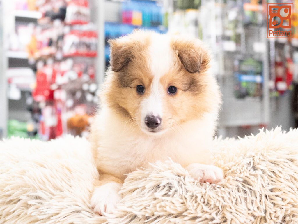 Dre - Shetland Sheepdog