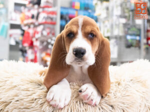 Petland Texas Basset Hound puppy available