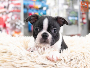 Petland Texas Boston Terrier puppy available