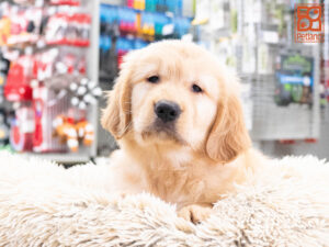 Petland Texas Golden Retriever puppy available