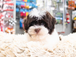 Petland Texas Havanese puppy available