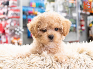Petland Texas Maltipoo puppy available