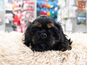 Petland Texas Cocker Spaniel puppy available