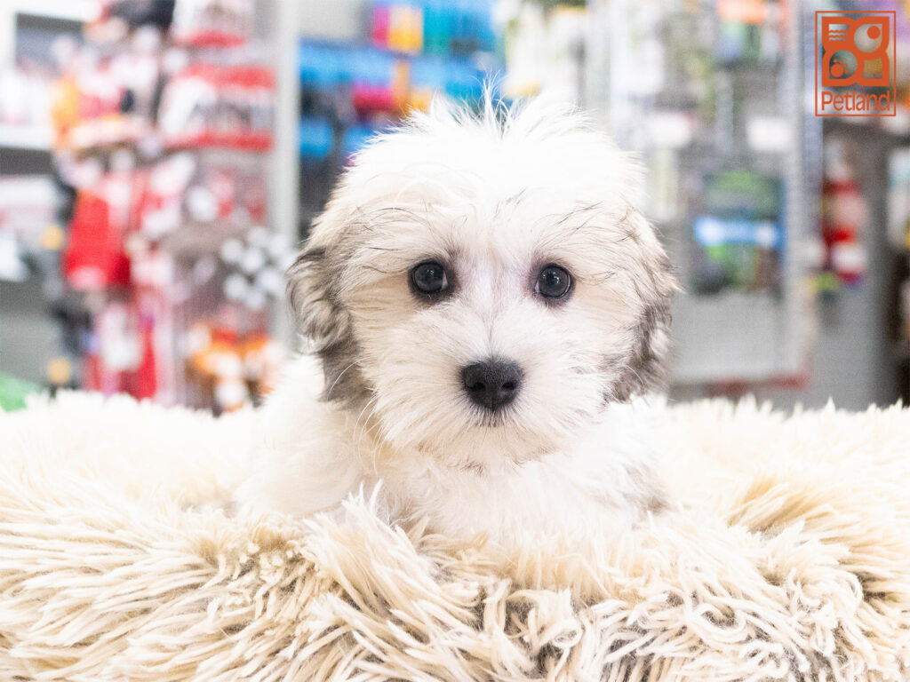 Jack - Coton De Tulear