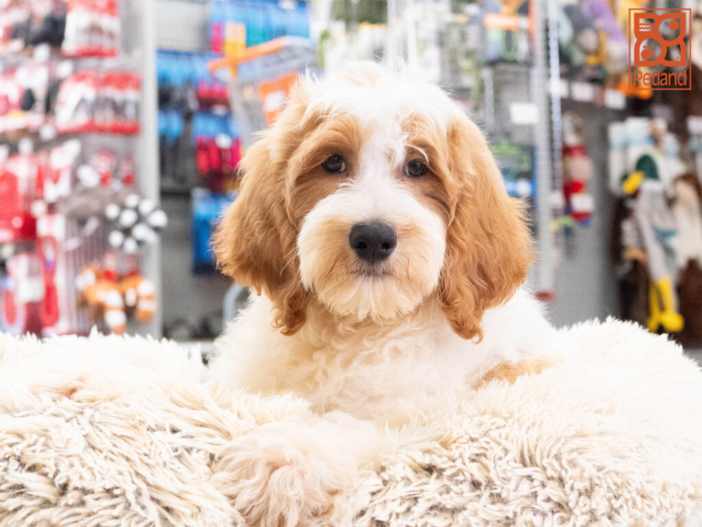Chevy - Mini Goldendoodle 2nd Gen