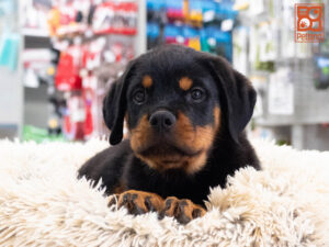 Petland Texas Rottweiler puppy available