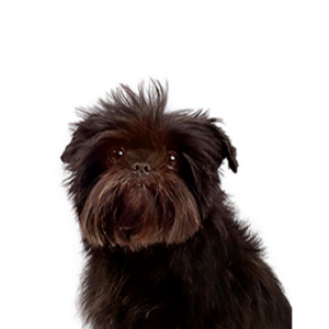 Petland Texas Affenpinscher