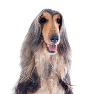 Petland Texas Afghan Hound