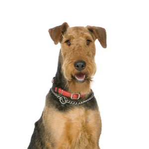 Petland Texas Airedale Terrier