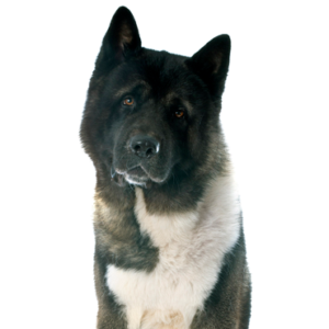 Petland Texas Akita