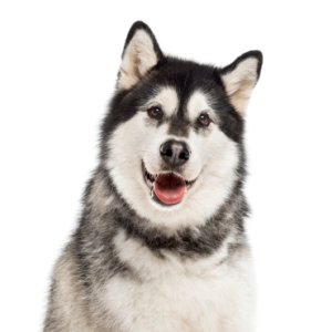 Petland Texas Alaskan Malamute