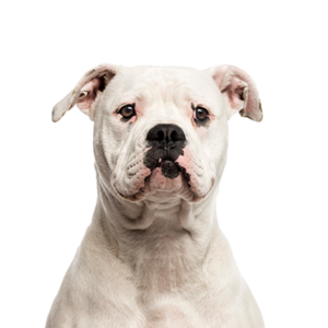 Petland Texas American Bulldog