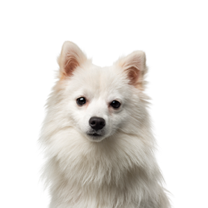 Petland Texas American Eskimo