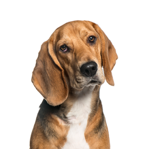 Petland Texas American Foxhound