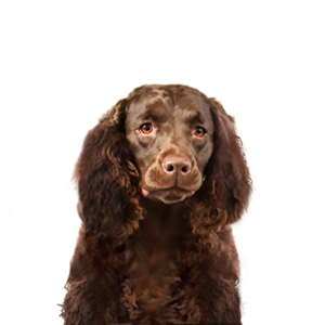 Petland Texas American Water Spaniel