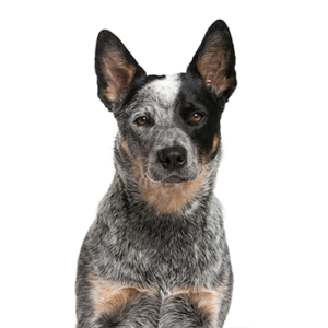 Petland Texas Australian Cattle Dog