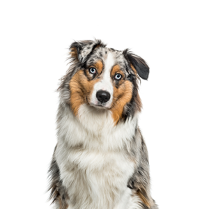 Petland Texas Australian Shepherd