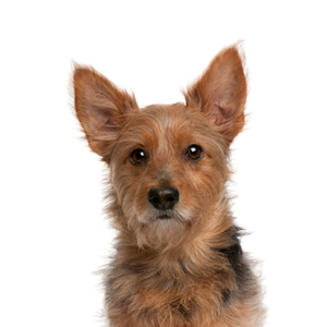 Petland Texas Australian Terrier