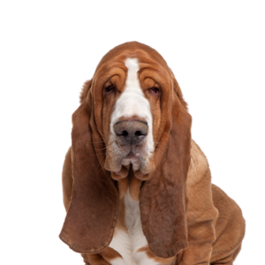 Petland Texas Basset Hound
